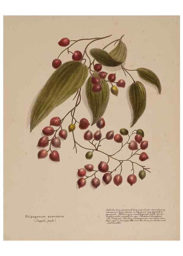 Reproducción/Reproduction 49814544917: New Zealand berries. Nelson, N.Z.H.D. Jackson[1894?]. 