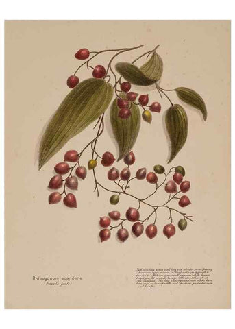 Reproducción/Reproduction 49814544917: New Zealand berries. Nelson, N.Z.H.D. Jackson[1894?]. 