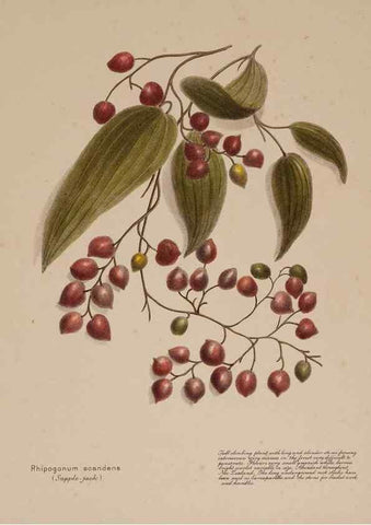 Reproducción/Reproduction 49814544917: New Zealand berries. Nelson, N.Z.H.D. Jackson[1894?]. 