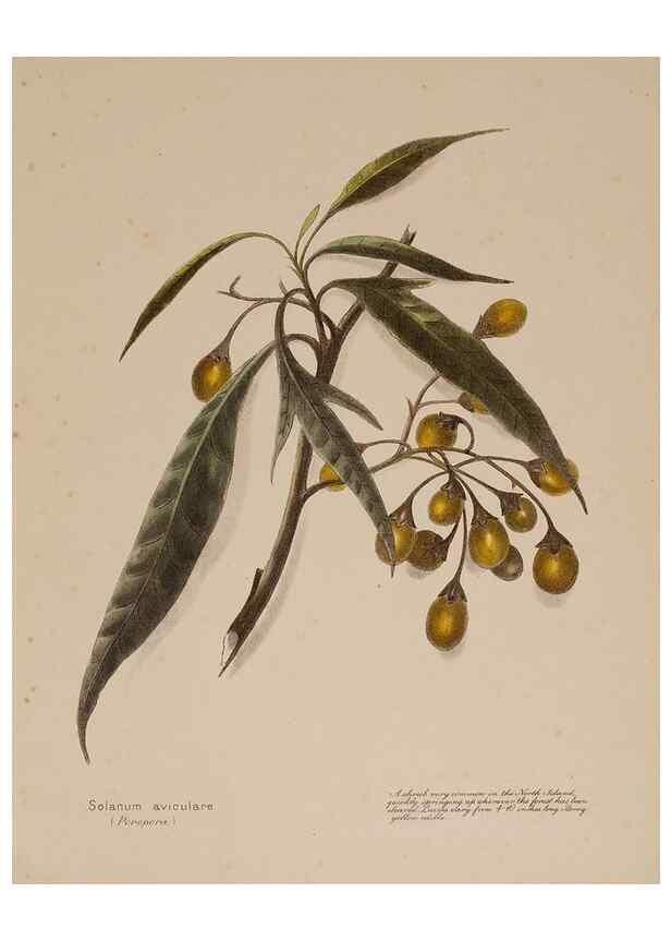 Reproducción/Reproduction 49814235711: New Zealand berries. Nelson, N.Z.H.D. Jackson[1894?]. 