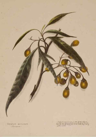 Reproducción/Reproduction 49814235711: New Zealand berries. Nelson, N.Z.H.D. Jackson[1894?]. 