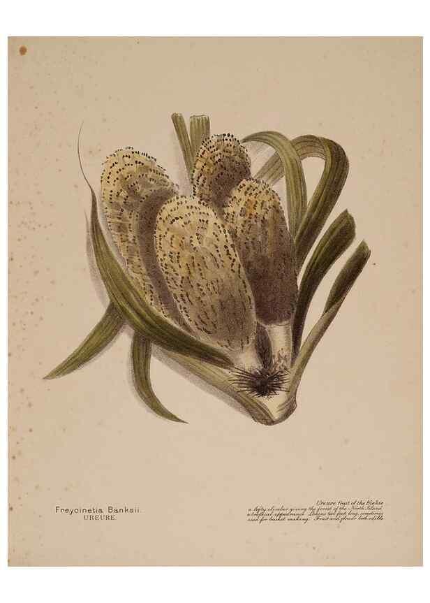 Reproducción/Reproduction 49813698653: New Zealand berries. Nelson, N.Z.H.D. Jackson[1894?]. 