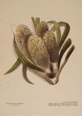 Reproducción/Reproduction 49813698653: New Zealand berries. Nelson, N.Z.H.D. Jackson[1894?]. 