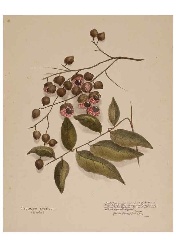 Reproducción/Reproduction 49814546737: New Zealand berries. Nelson, N.Z.H.D. Jackson[1894?]. 