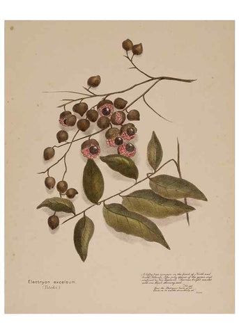 Reproducción/Reproduction 49814546737: New Zealand berries. Nelson, N.Z.H.D. Jackson[1894?]. 