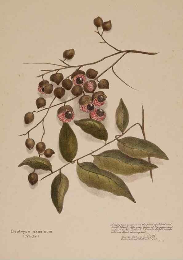 Reproducción/Reproduction 49814546737: New Zealand berries. Nelson, N.Z.H.D. Jackson[1894?]. 