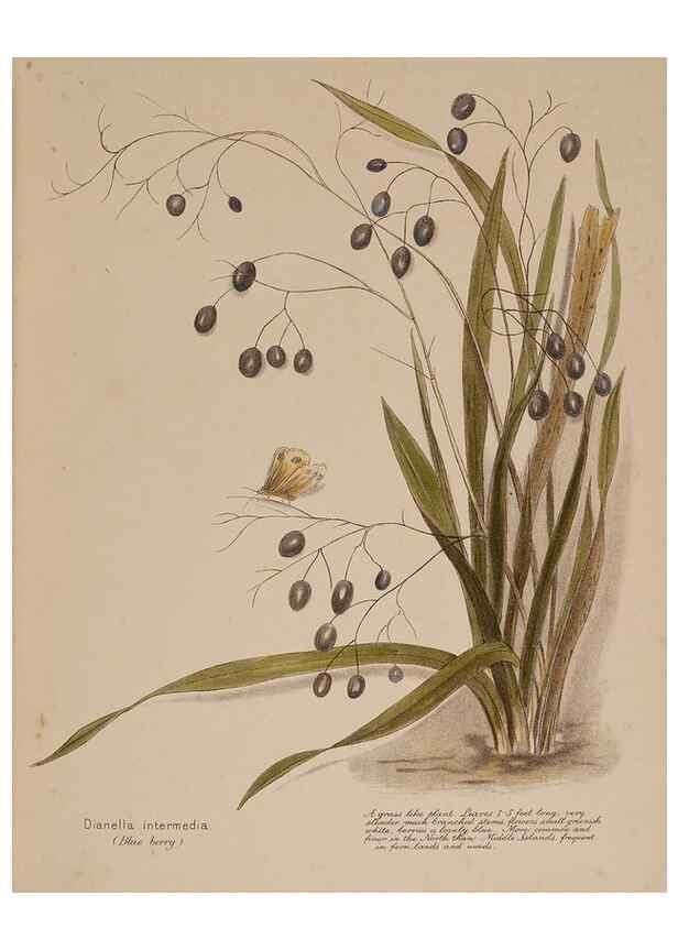 Reproducción/Reproduction 49814237346: New Zealand berries. Nelson, N.Z.H.D. Jackson[1894?]. 