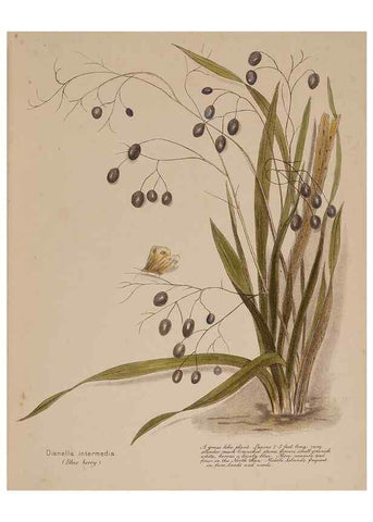 Reproducción/Reproduction 49814237346: New Zealand berries. Nelson, N.Z.H.D. Jackson[1894?]. 