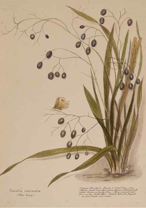 Reproducción/Reproduction 49814237346: New Zealand berries. Nelson, N.Z.H.D. Jackson[1894?]. 