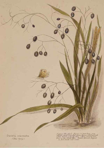 Reproducción/Reproduction 49814237346: New Zealand berries. Nelson, N.Z.H.D. Jackson[1894?]. 