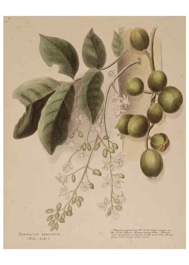 Reproducción/Reproduction 49814237851: New Zealand berries. Nelson, N.Z.H.D. Jackson[1894?]. 