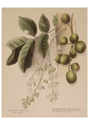 Reproducción/Reproduction 49814237851: New Zealand berries. Nelson, N.Z.H.D. Jackson[1894?]. 