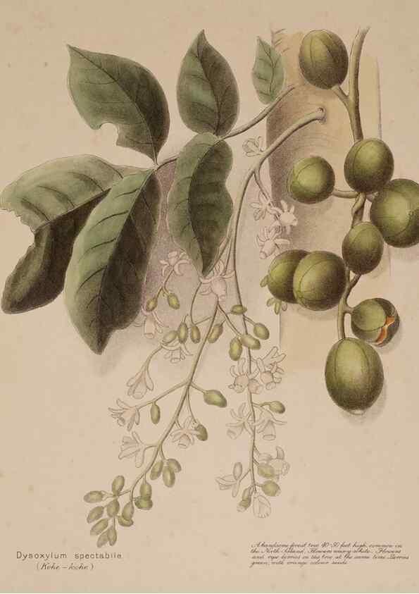 Reproducción/Reproduction 49814237851: New Zealand berries. Nelson, N.Z.H.D. Jackson[1894?]. 