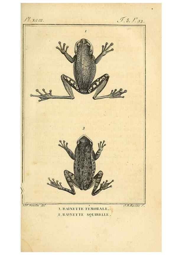 Reproducción/Reproduction 49814547832: Histoire naturelle, générale et particulière, des reptiles. A Paris :De l'Imprimerie de F. Dufart,an X-XI [1802-1803]. 
