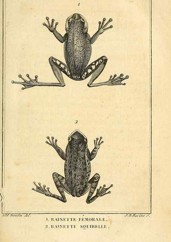 Reproducción/Reproduction 49814547832: Histoire naturelle, générale et particulière, des reptiles. A Paris :De l'Imprimerie de F. Dufart,an X-XI [1802-1803]. 