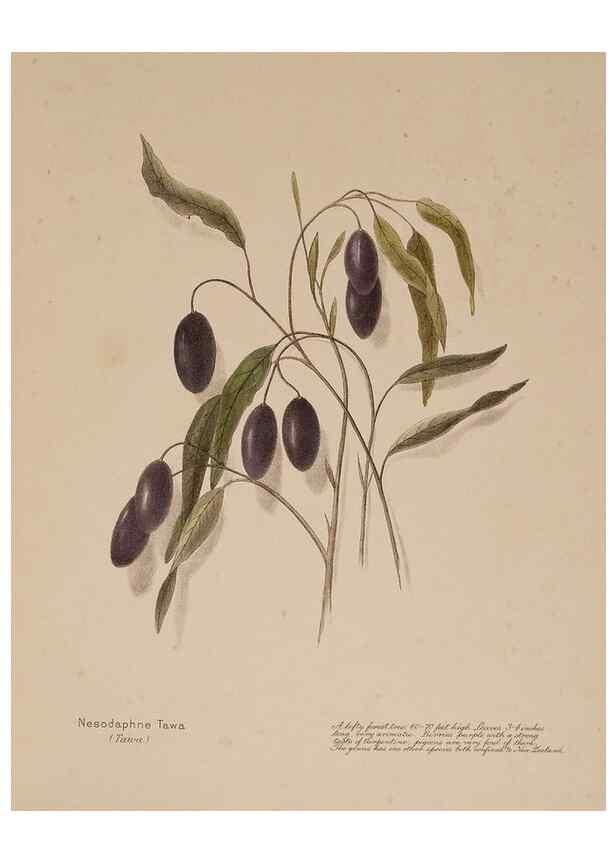 Reproducción/Reproduction 49814548037: New Zealand berries. Nelson, N.Z.H.D. Jackson[1894?]. 