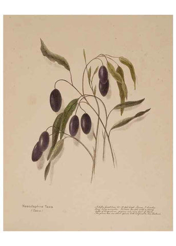 Reproducción/Reproduction 49814548037: New Zealand berries. Nelson, N.Z.H.D. Jackson[1894?]. 