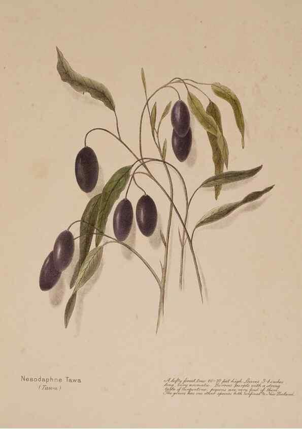 Reproducción/Reproduction 49814548037: New Zealand berries. Nelson, N.Z.H.D. Jackson[1894?]. 