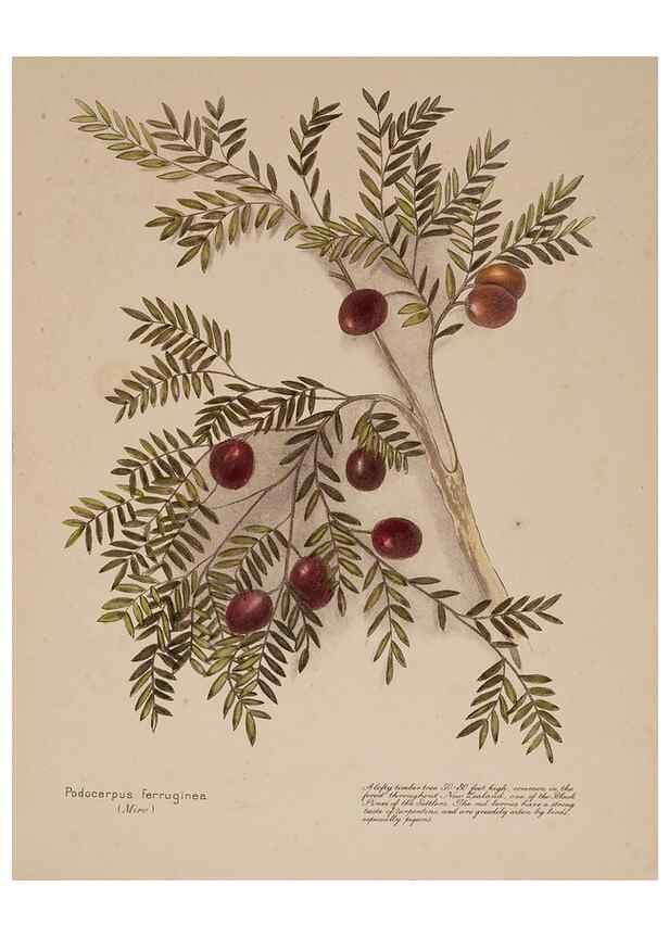 Reproducción/Reproduction 49813700833: New Zealand berries. Nelson, N.Z.H.D. Jackson[1894?]. 
