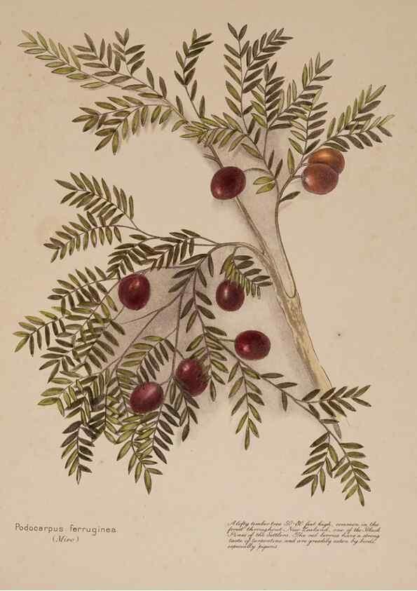 Reproducción/Reproduction 49813700833: New Zealand berries. Nelson, N.Z.H.D. Jackson[1894?]. 