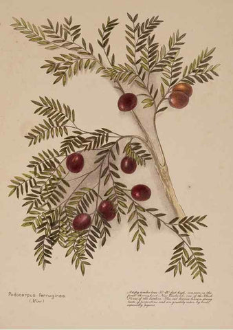 Reproducción/Reproduction 49813700833: New Zealand berries. Nelson, N.Z.H.D. Jackson[1894?]. 