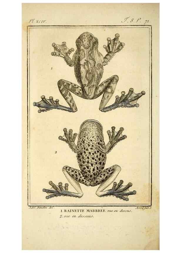 Reproducción/Reproduction 49814238691: Histoire naturelle, générale et particulière, des reptiles. A Paris :De l'Imprimerie de F. Dufart,an X-XI [1802-1803]. 