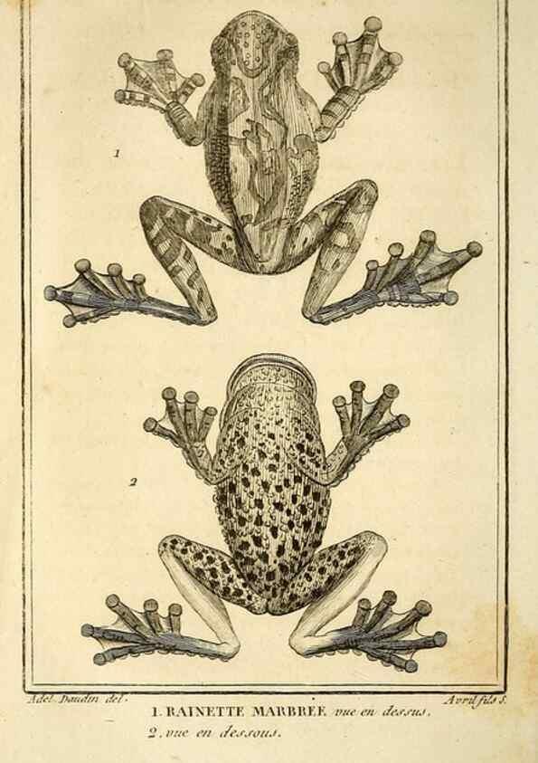 Reproducción/Reproduction 49814238691: Histoire naturelle, générale et particulière, des reptiles. A Paris :De l'Imprimerie de F. Dufart,an X-XI [1802-1803]. 