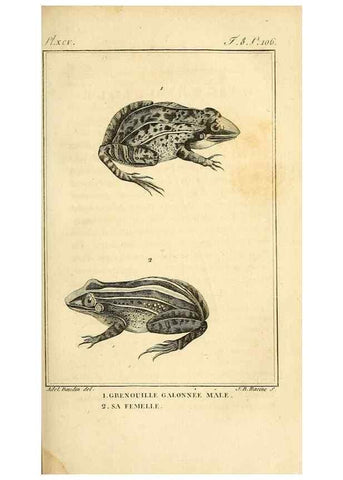 Reproducción/Reproduction 49813701383: Histoire naturelle, générale et particulière, des reptiles. A Paris :De l'Imprimerie de F. Dufart,an X-XI [1802-1803]. 