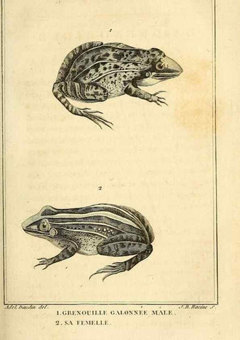 Reproducción/Reproduction 49813701383: Histoire naturelle, générale et particulière, des reptiles. A Paris :De l'Imprimerie de F. Dufart,an X-XI [1802-1803]. 