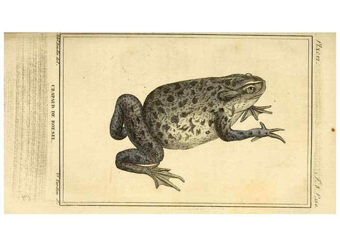 Reproducción/Reproduction 49813702093: Histoire naturelle, générale et particulière, des reptiles. A Paris :De l'Imprimerie de F. Dufart,an X-XI [1802-1803]. 