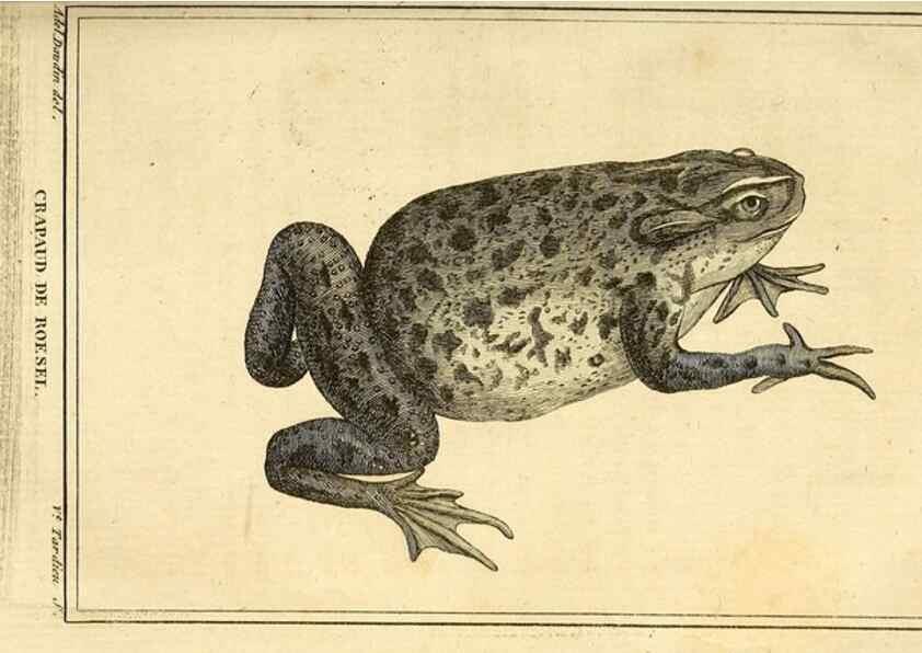 Reproducción/Reproduction 49813702093: Histoire naturelle, générale et particulière, des reptiles. A Paris :De l'Imprimerie de F. Dufart,an X-XI [1802-1803]. 