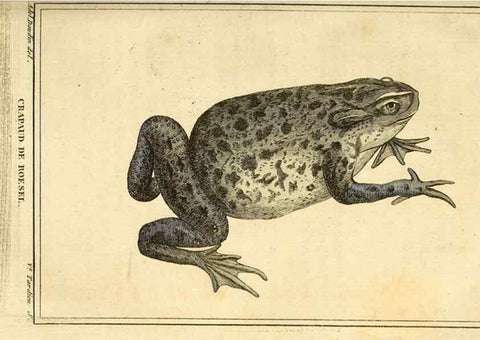 Reproducción/Reproduction 49813702093: Histoire naturelle, générale et particulière, des reptiles. A Paris :De l'Imprimerie de F. Dufart,an X-XI [1802-1803]. 