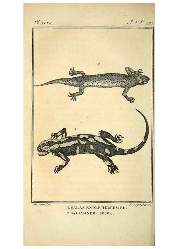 Reproducción/Reproduction 49814240371: Histoire naturelle, générale et particulière, des reptiles. A Paris :De l'Imprimerie de F. Dufart,an X-XI [1802-1803]. 