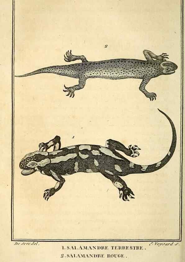 Reproducción/Reproduction 49814240371: Histoire naturelle, générale et particulière, des reptiles. A Paris :De l'Imprimerie de F. Dufart,an X-XI [1802-1803]. 