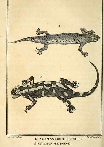 Reproducción/Reproduction 49814240371: Histoire naturelle, générale et particulière, des reptiles. A Paris :De l'Imprimerie de F. Dufart,an X-XI [1802-1803]. 
