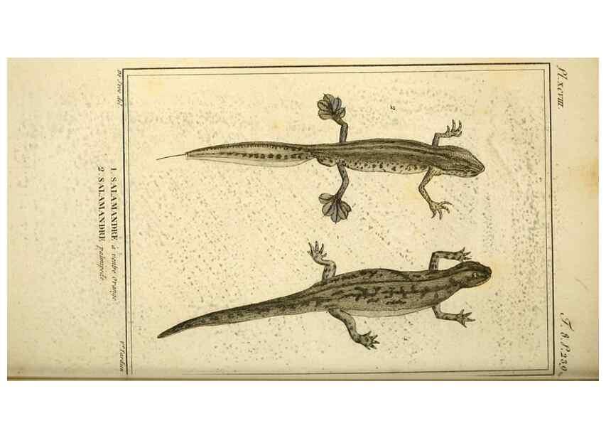 Reproducción/Reproduction 49814550712: Histoire naturelle, générale et particulière, des reptiles. A Paris :De l'Imprimerie de F. Dufart,an X-XI [1802-1803]. 