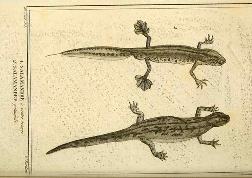 Reproducción/Reproduction 49814550712: Histoire naturelle, générale et particulière, des reptiles. A Paris :De l'Imprimerie de F. Dufart,an X-XI [1802-1803]. 