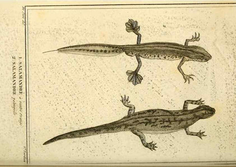 Reproducción/Reproduction 49814550712: Histoire naturelle, générale et particulière, des reptiles. A Paris :De l'Imprimerie de F. Dufart,an X-XI [1802-1803]. 
