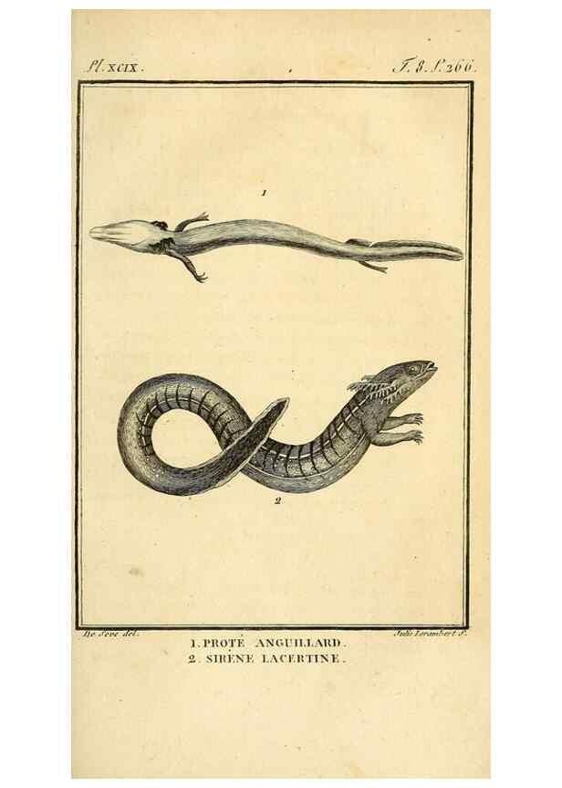 Reproducción/Reproduction 49813703813: Histoire naturelle, générale et particulière, des reptiles. A Paris :De l'Imprimerie de F. Dufart,an X-XI [1802-1803]. 