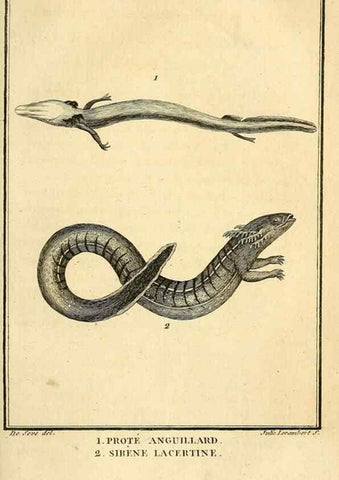 Reproducción/Reproduction 49813703813: Histoire naturelle, générale et particulière, des reptiles. A Paris :De l'Imprimerie de F. Dufart,an X-XI [1802-1803]. 