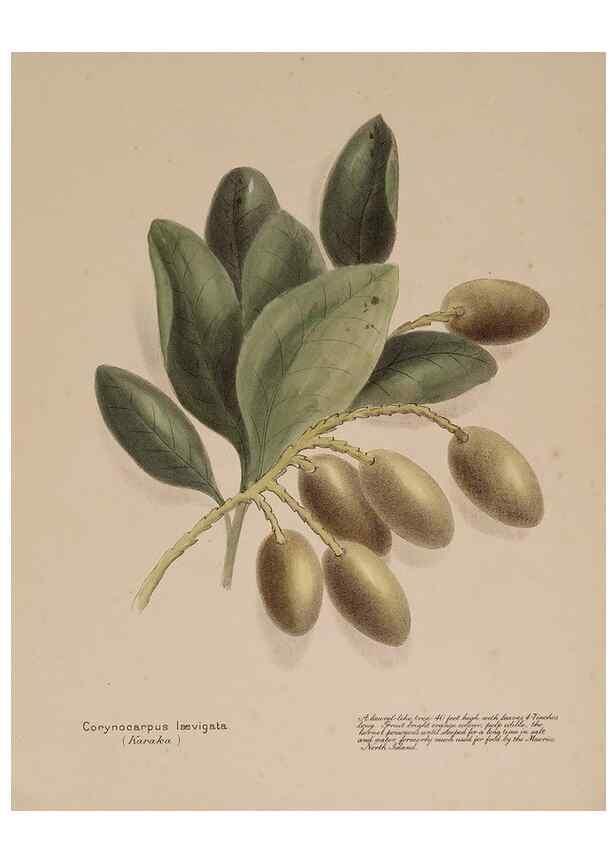 Reproducción/Reproduction 49814544577: New Zealand berries. Nelson, N.Z.H.D. Jackson[1894?]. 