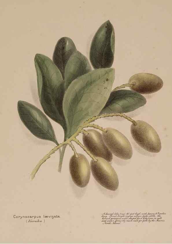 Reproducción/Reproduction 49814544577: New Zealand berries. Nelson, N.Z.H.D. Jackson[1894?]. 