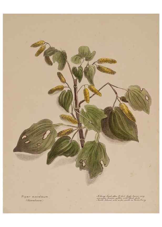 Reproducción/Reproduction 49814234576: New Zealand berries. Nelson, N.Z.H.D. Jackson[1894?]. 