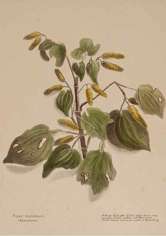 Reproducción/Reproduction 49814234576: New Zealand berries. Nelson, N.Z.H.D. Jackson[1894?]. 