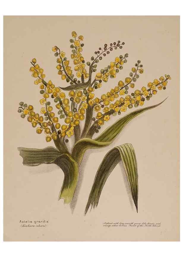 Reproducción/Reproduction 49814543792: New Zealand berries. Nelson, N.Z.H.D. Jackson[1894?]. 