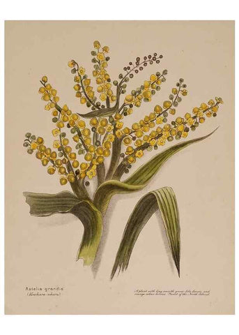 Reproducción/Reproduction 49814543792: New Zealand berries. Nelson, N.Z.H.D. Jackson[1894?]. 