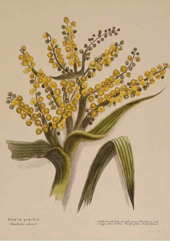 Reproducción/Reproduction 49814543792: New Zealand berries. Nelson, N.Z.H.D. Jackson[1894?]. 