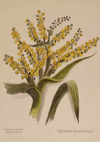 Reproducción/Reproduction 49814543792: New Zealand berries. Nelson, N.Z.H.D. Jackson[1894?]. 