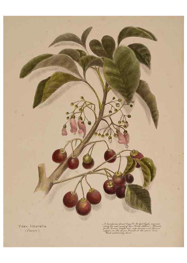Reproducción/Reproduction 49813695993: New Zealand berries. Nelson, N.Z.H.D. Jackson[1894?]. 
