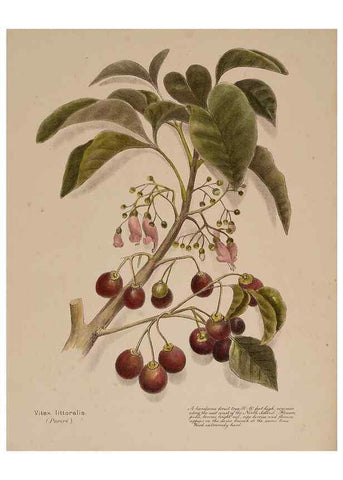 Reproducción/Reproduction 49813695993: New Zealand berries. Nelson, N.Z.H.D. Jackson[1894?]. 